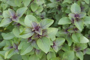 Purifying Tulsi Ayurvedic